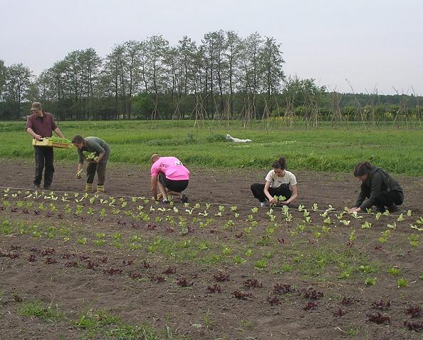 sla planten
